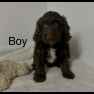 Cockapoo - Both