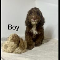 Cockapoo - Both