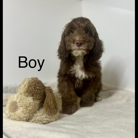 Cockapoo - Both