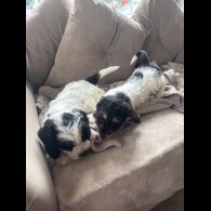 Cockapoo - Both