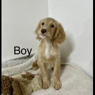 Cockapoo - Both