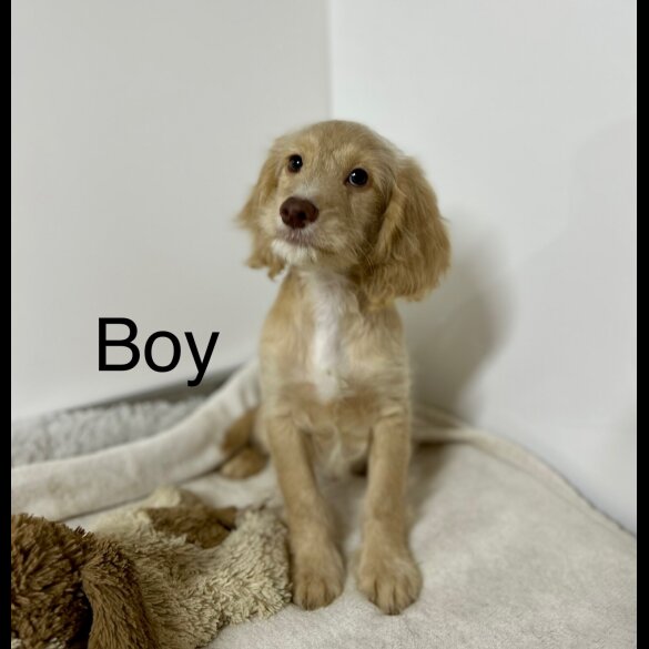 Cockapoo - Both