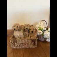 Cockapoo - Bitches
