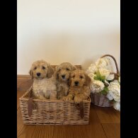 Cockapoo - Bitches