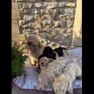 Cockapoo - Bitches