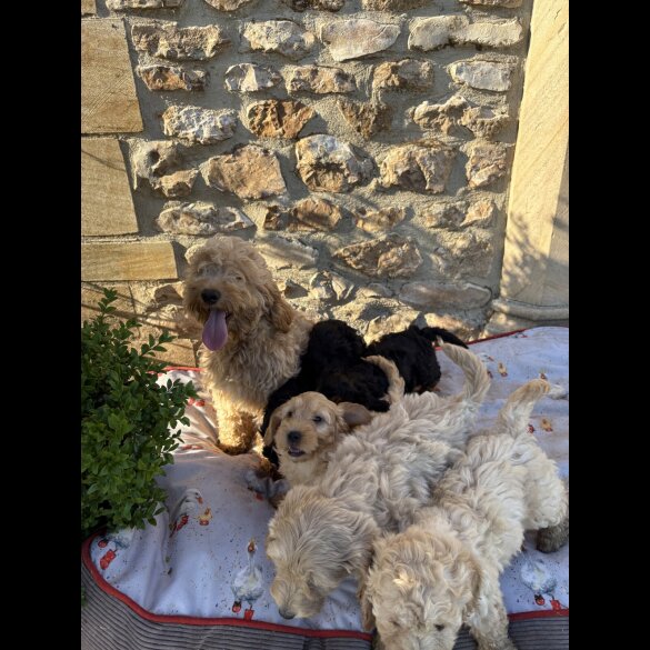 Cockapoo - Bitches