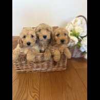 Cockapoo - Bitches