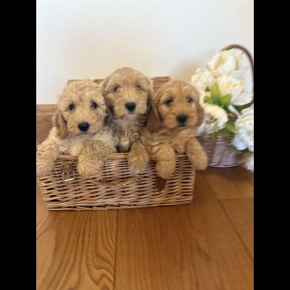 Cockapoo - Bitches