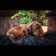 Cockapoo - Both