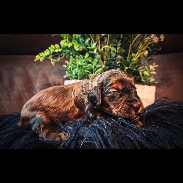Cockapoo - Both