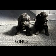 Cockapoo - Both