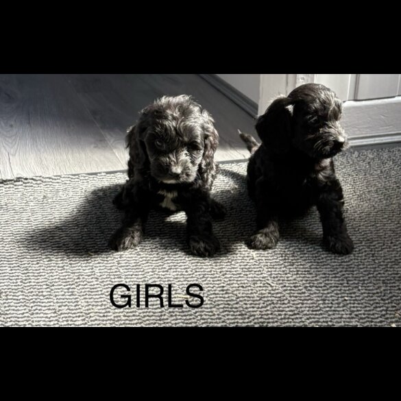 Cockapoo - Both