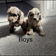 Cockapoo - Both