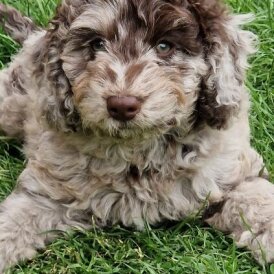 Cockapoo - Both