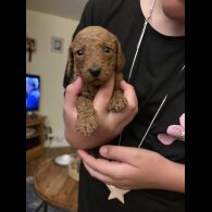 Cockapoo - Both