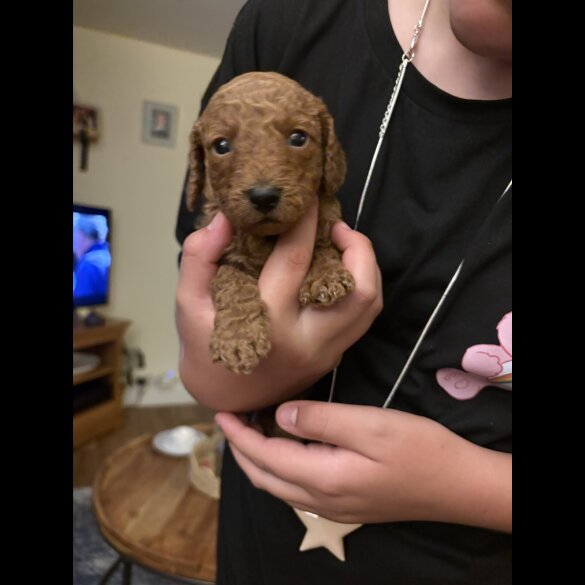 Cockapoo - Both