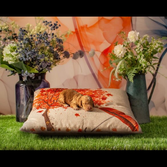 Cockapoo - Both