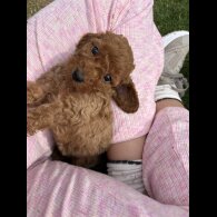 Cockapoo - Both