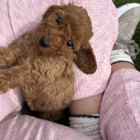 Cockapoo - Both