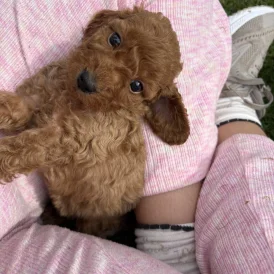 Cockapoo - Both