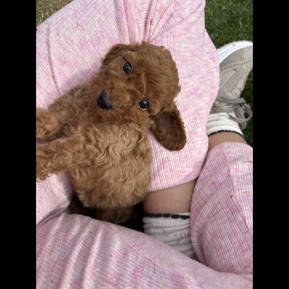 Cockapoo - Both