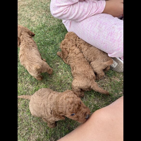 Cockapoo - Both