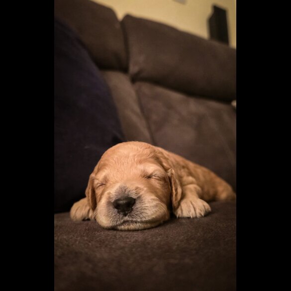Cockapoo - Both