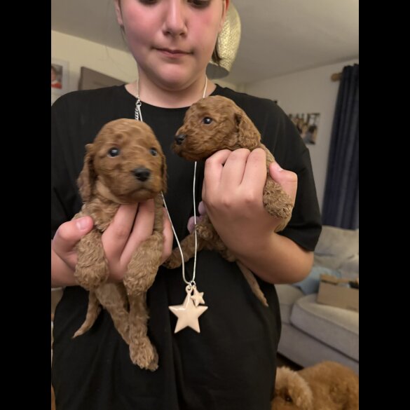 Cockapoo - Both