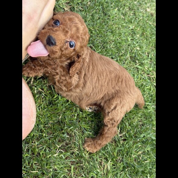 Cockapoo - Both