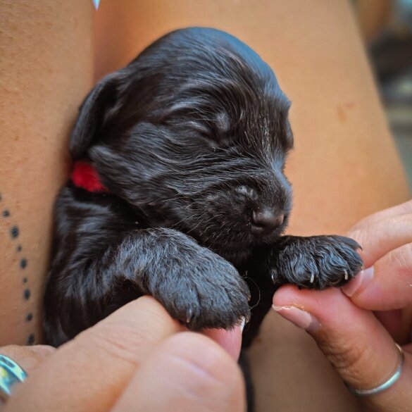 Cockapoo - Both