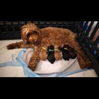 Cockapoo - Both