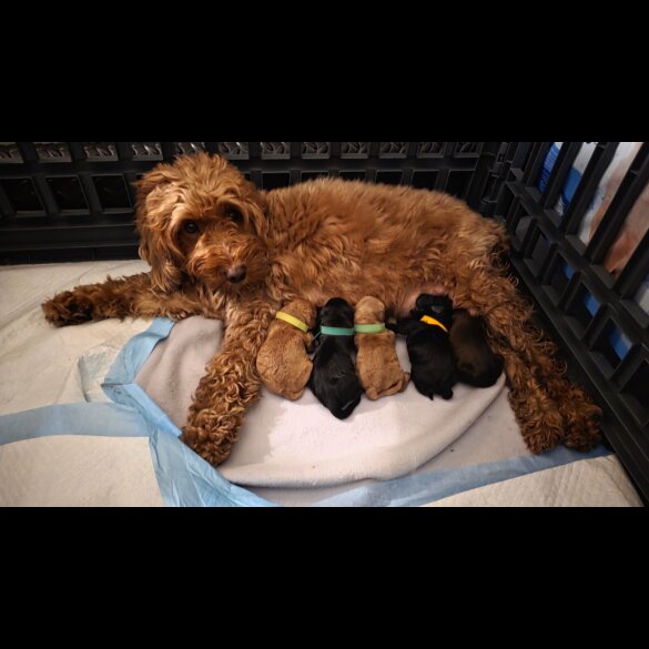 Cockapoo - Both