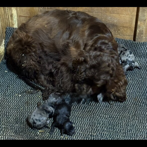 Cockapoo - Both