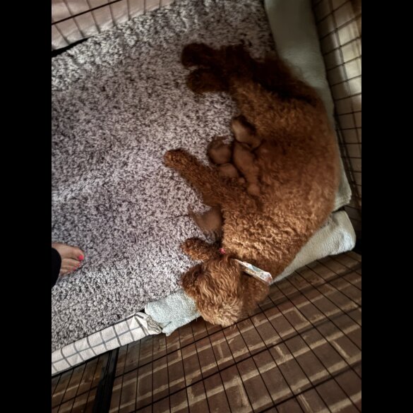 Cockapoo - Both