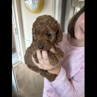 Cockapoo - Both