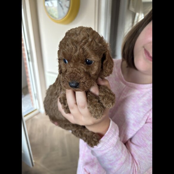 Cockapoo - Both