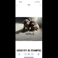 Cockapoo - Both