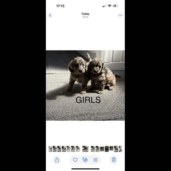 Cockapoo - Both