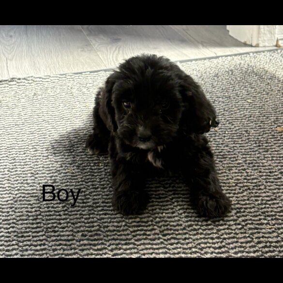 Cockapoo - Both