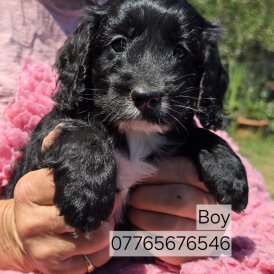 Cockapoo - Both