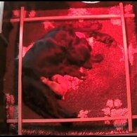 Cockapoo - Both