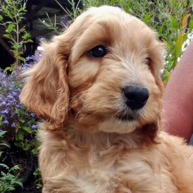 Cockapoo - Both