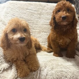 Cockapoo - Both