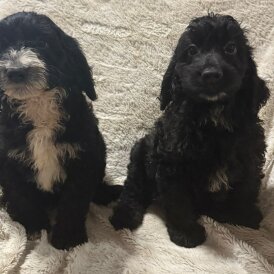 Cockapoo - Both