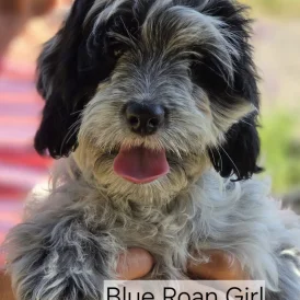 Cockapoo - Both