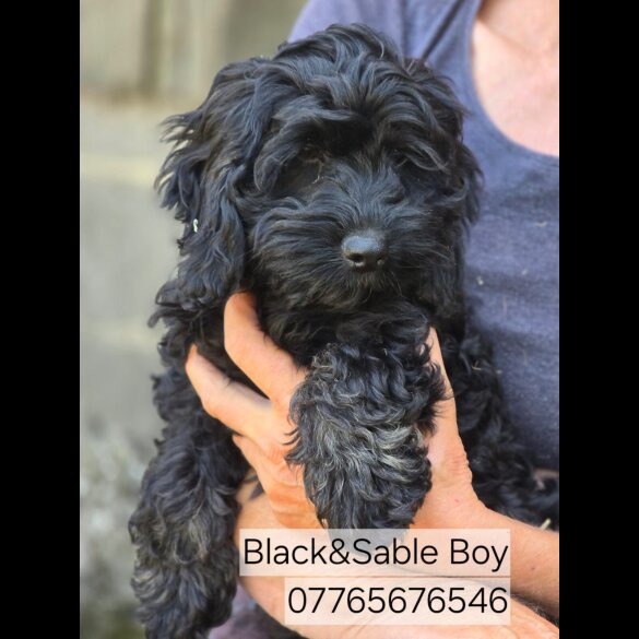 Cockapoo - Both