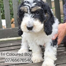 Cockapoo - Both