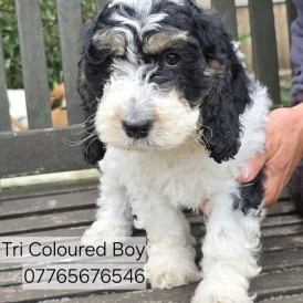 Cockapoo - Both