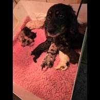 Cockapoo - Both