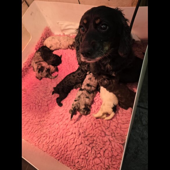 Cockapoo - Both
